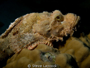 Bearded scorpion fish by Steve Laycock 